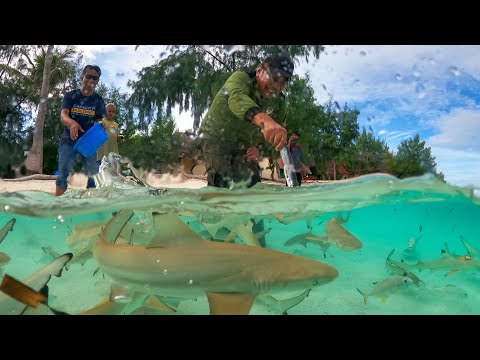 Bermain Bersama Kawanan Hiu Muda Liar di Pulau Tinabo